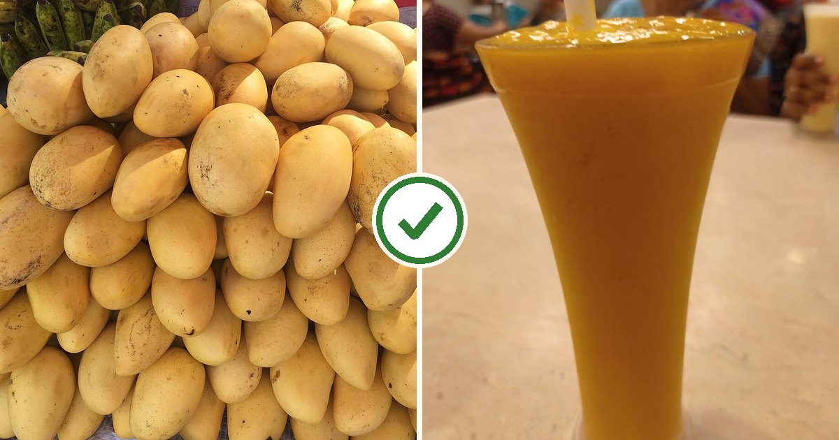 Ripe mangoes and a mango shake with a green tick